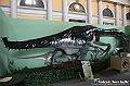 VBS_1063 - Dinosauri. Terra dei giganti